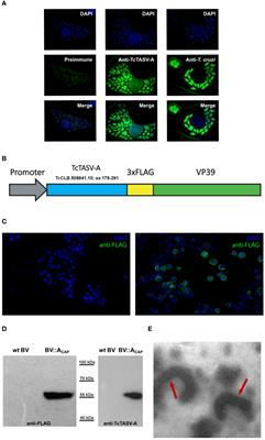 Vaccination with parasite-specific TcTASV proteins combined with recombinant baculovirus as a delivery platform protects against acute and chronic Trypanosoma cruzi infection